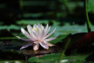 白莲花,纯洁与美好的象征